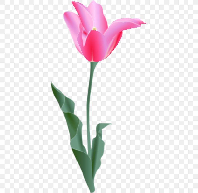 Tulip Download Clip Art, PNG, 800x800px, Tulip, Bud, Cut Flowers, Drawing, Flower Download Free