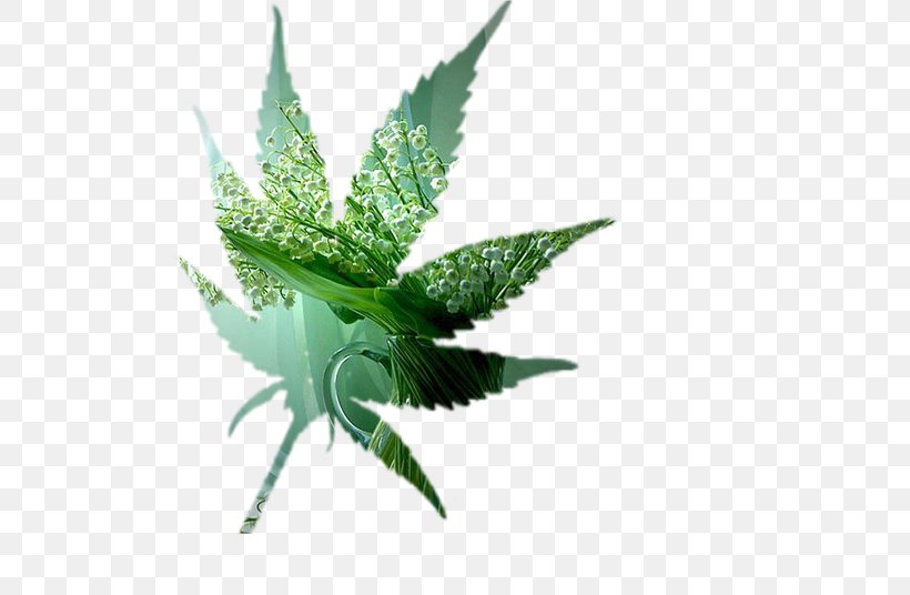 Cannabis Leaf, PNG, 600x536px, Cannabis, Hemp, Hemp Family, Herbalism, Leaf Download Free