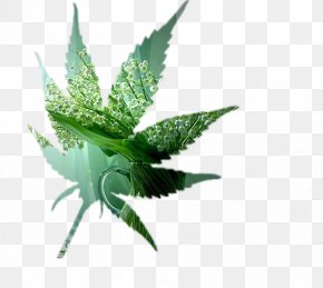 Cannabis - Cannabis Leaf PNG