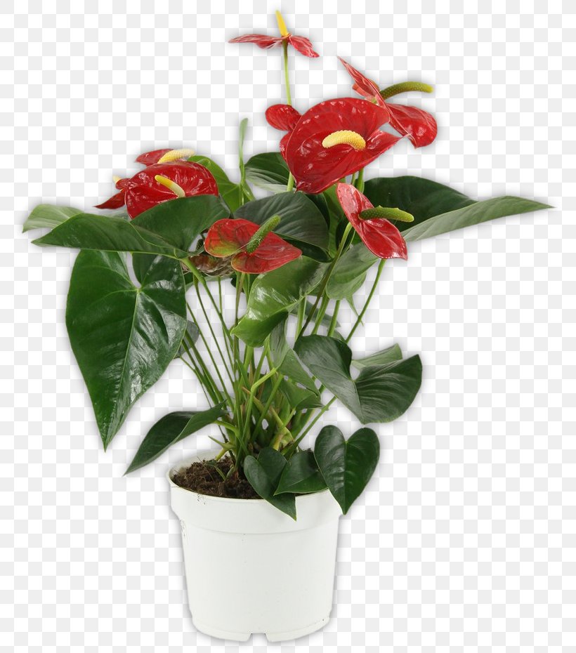 Houseplant Flowerpot Luchtfilterende Planten, PNG, 785x930px, Houseplant, Anthurium Andraeanum, Artificial Flower, Cut Flowers, Dumb Canes Download Free