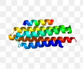 Bovine Growth Hormone - Paxillin Cell Protein Signal Transduction PTPN12 PNG