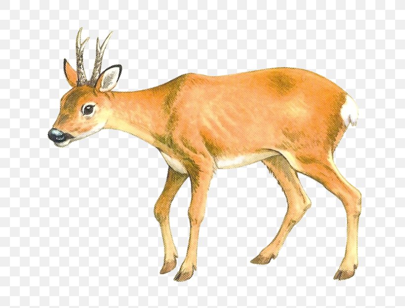 Roe Deer Moose Animal, PNG, 699x624px, Roe Deer, Animal, Animal Figure, Antelope, Antler Download Free