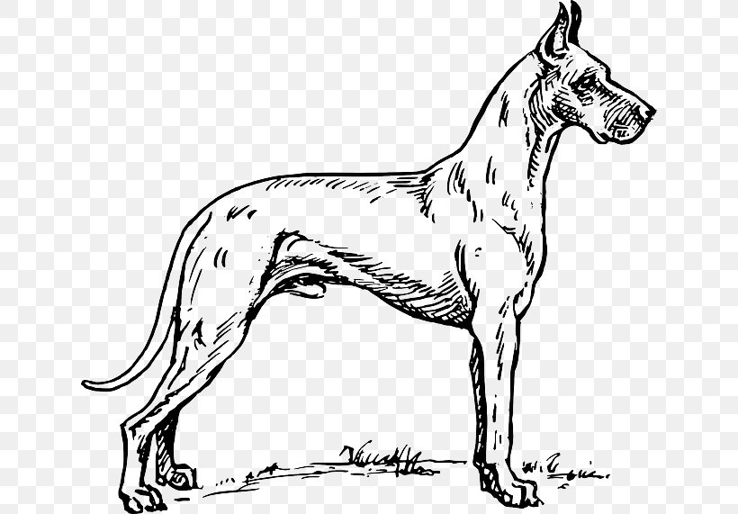 Great Dane Dalmatian Dog Greyhound Coloring Book Pit Bull, PNG, 640x571px, Great Dane, Adult, Black And White, Blue Nose, Breed Download Free