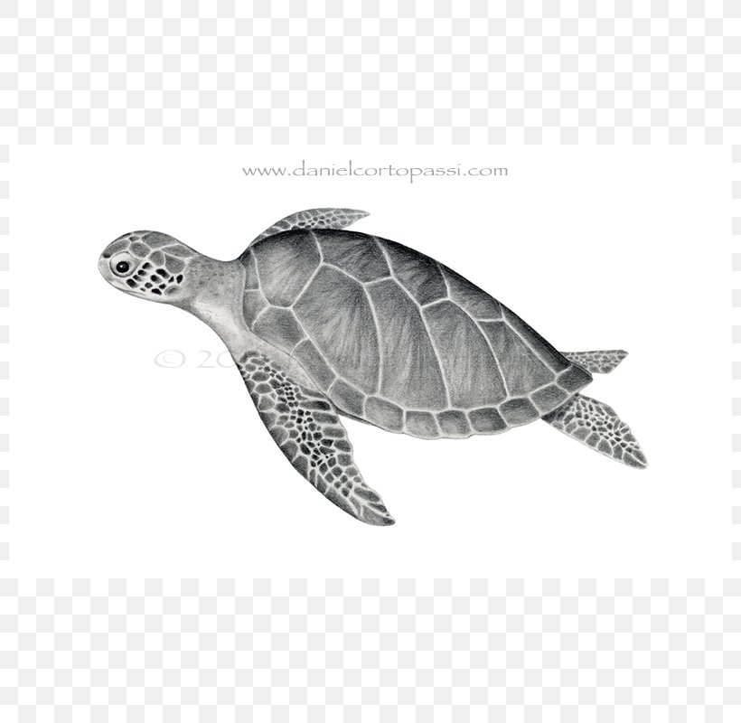 Loggerhead Sea Turtle Emydidae Green Sea Turtle, PNG, 800x800px, Loggerhead Sea Turtle, Animal, Canvas Print, Chelydridae, Drawing Download Free