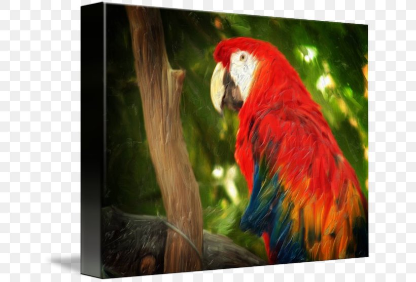 Macaw Bird Parakeet Art Imagekind, PNG, 650x557px, Watercolor, Cartoon, Flower, Frame, Heart Download Free