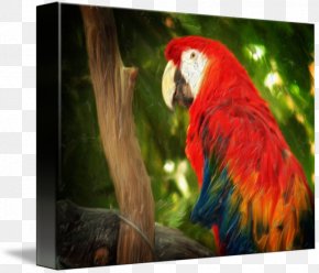 Bird - Macaw Bird Parakeet Art Imagekind PNG
