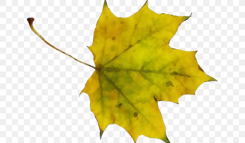 Red Maple Tree, PNG, 640x480px, Maple Leaf, Autumn, Black Maple, Boxelder Maple, Canadian Gold Maple Leaf Download Free