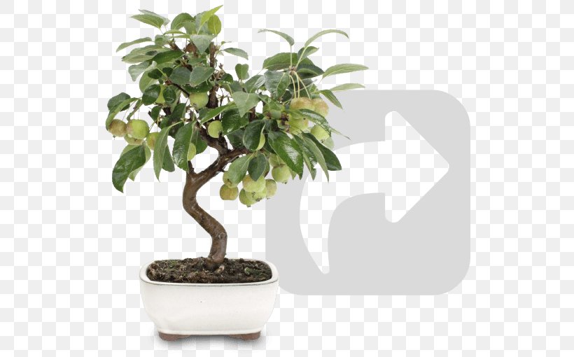 Sageretia Theezans Bonsai Houseplant Flowerpot Tree, PNG, 530x510px, Sageretia Theezans, Bonsai, Flowerpot, Houseplant, Plant Download Free