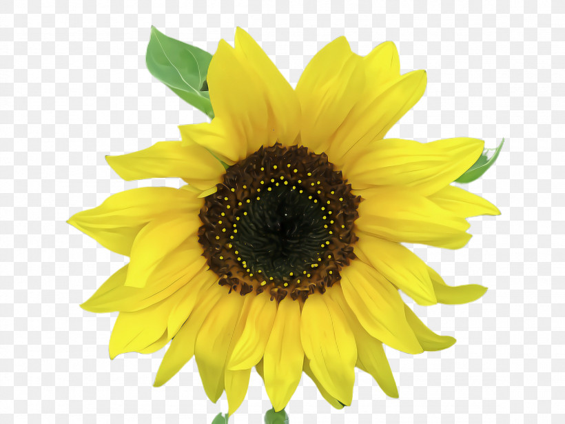 Sunflower, PNG, 2308x1732px, Flower, Daisy Family, Petal, Plant, Pollen Download Free
