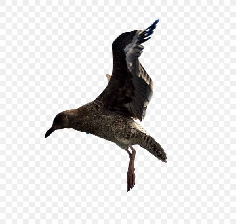 Water Bird Goose Duck Cygnini, PNG, 2700x2564px, Bird, Anatidae, Beak, Buzzard, Charadriiformes Download Free