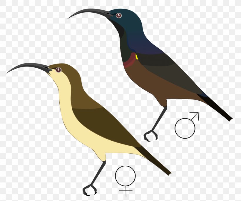 Beak Clip Art, PNG, 1229x1024px, Beak, Bird, Fauna, Wing Download Free