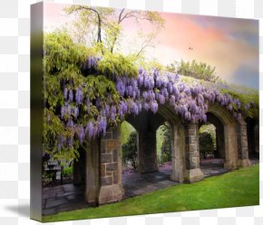 Wisteria Watercolor - Canvas Print Art Moon Bridge Wisteria PNG