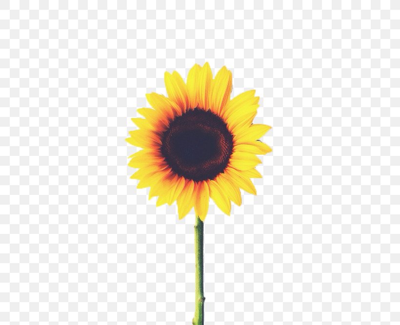 Common Sunflower Plant Yellow, PNG, 500x667px, Common Sunflower, Asterales, Daisy Family, Flipboard, Flower Download Free