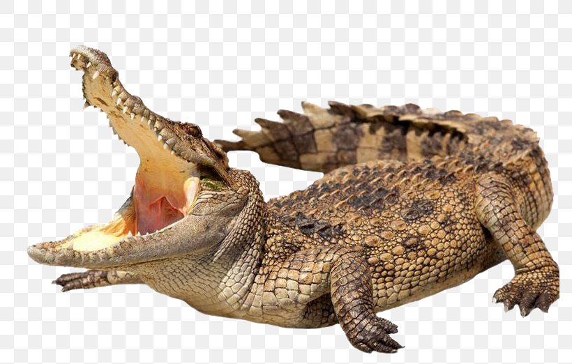 Crocodile Alligator Stock Photography Stock.xchng Royalty-free, PNG, 784x522px, Crocodile, Alligator, American Alligator, Crocodiles, Crocodilia Download Free