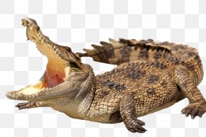 Wild Crocodile - Crocodile Alligator Stock Photography Stock.xchng Royalty-free PNG