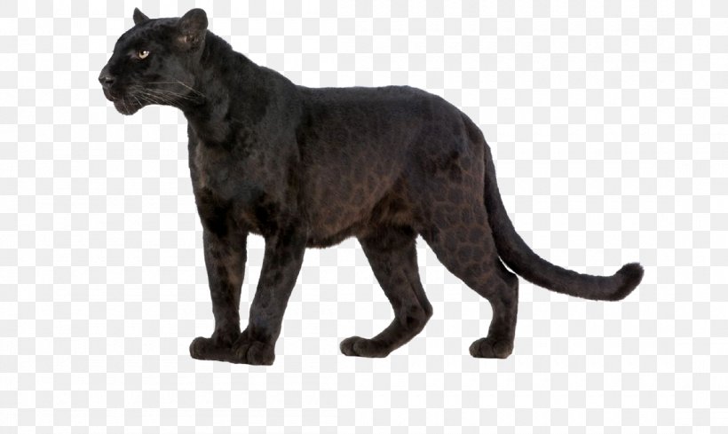 Leopard Wildcat Black Panther Felidae, PNG, 1100x657px, Leopard, Animal, Animal Figure, Big Cat, Big Cats Download Free