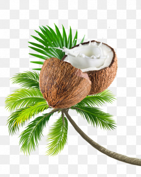 Palm Tree PNG