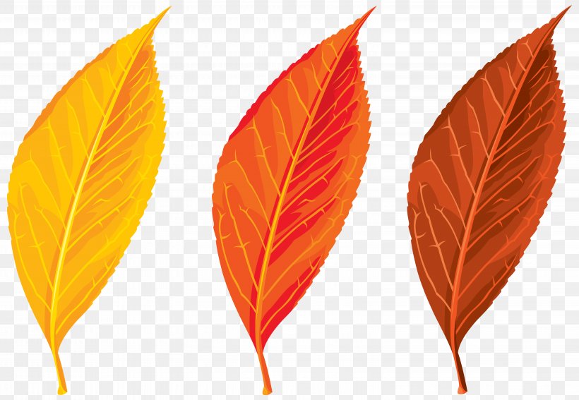 Autumn Leaf Color Clip Art, PNG, 6204x4291px, Autumn, Art, Autumn Leaf Color, Blog, Leaf Download Free
