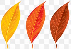 Autumn Leaves Set Clipart Image - Autumn Leaf Color Clip Art PNG