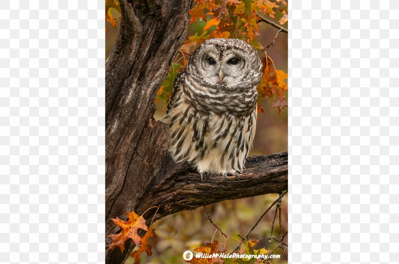 Barred Owl Bird Of Prey Animal, PNG, 1200x797px, Owl, Animal, Bald Eagle, Barred Owl, Beak Download Free