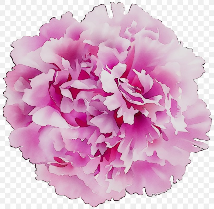 Carnation Cut Flowers Floral Design Flower Bouquet, PNG, 1040x1016px, Carnation, Chinese Peony, Common Peony, Cut Flowers, Dianthus Download Free