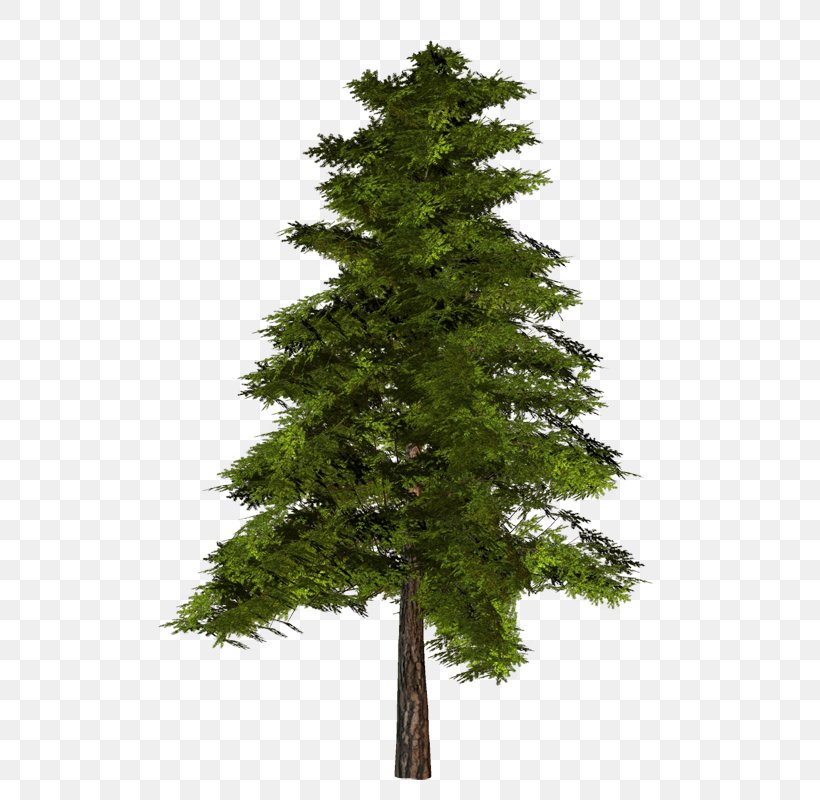 Pine Tree Clip Art, PNG, 516x800px, 3d Computer Graphics, Pine, Biome, Branch, Christmas Tree Download Free