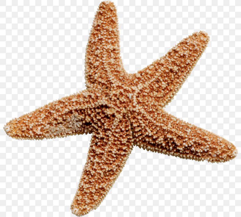 Starfish Clip Art, PNG, 800x738px, Starfish, Animal, Digital Image, Echinoderm, Invertebrate Download Free