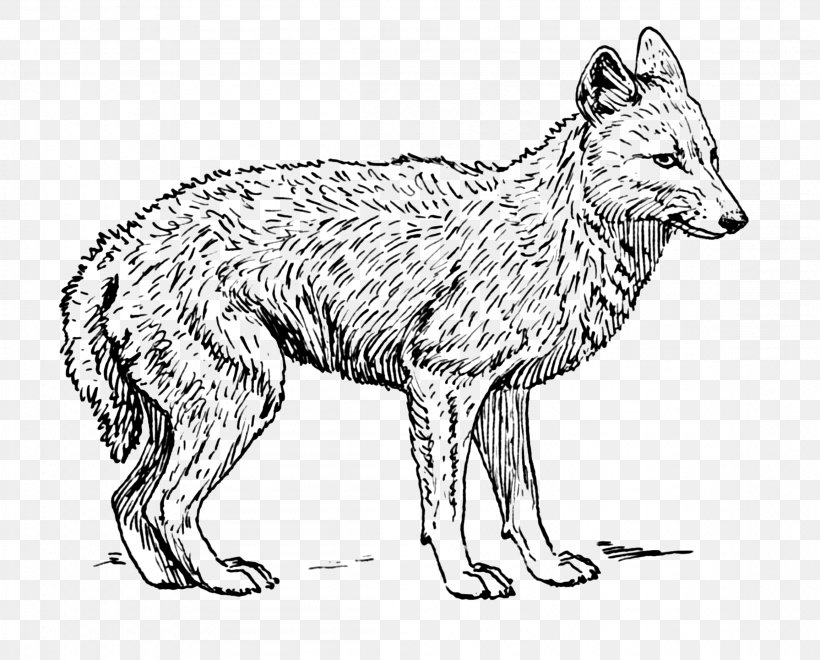 Wolf Coyote Clip Art Red Fox Jackal, PNG, 2309x1860px, Wolf, Artwork, Aullido, Black And White, Blackbacked Jackal Download Free