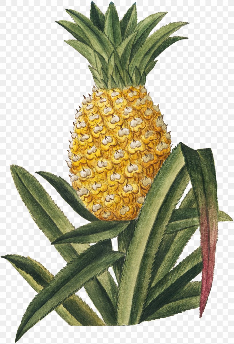 Pineapple Tropical Fruit Hortus Romanus, PNG, 2046x3000px, Pineapple, Ananas, Art, Bromeliaceae, Commodity Download Free