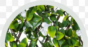 Unique Flower Pots Porch - Swamp Birch Tree Plants Trellis Amazon.com PNG