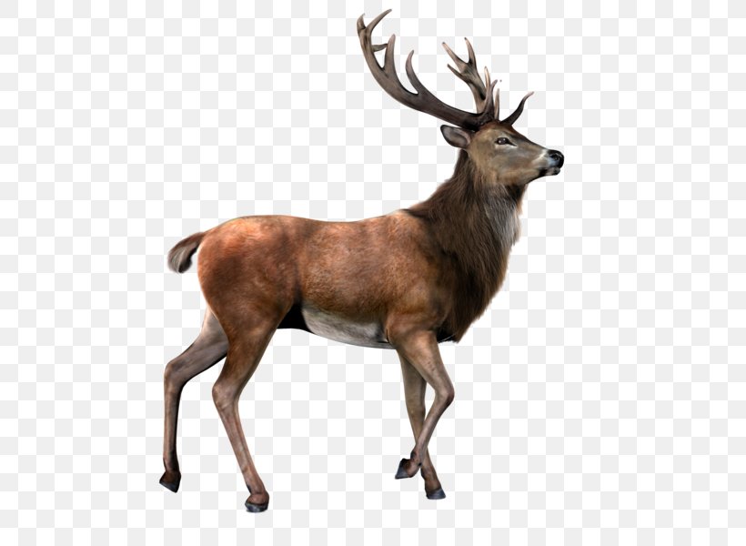 Deer Moose, PNG, 800x600px, Deer, Antler, Elk, Fauna, Mammal Download Free