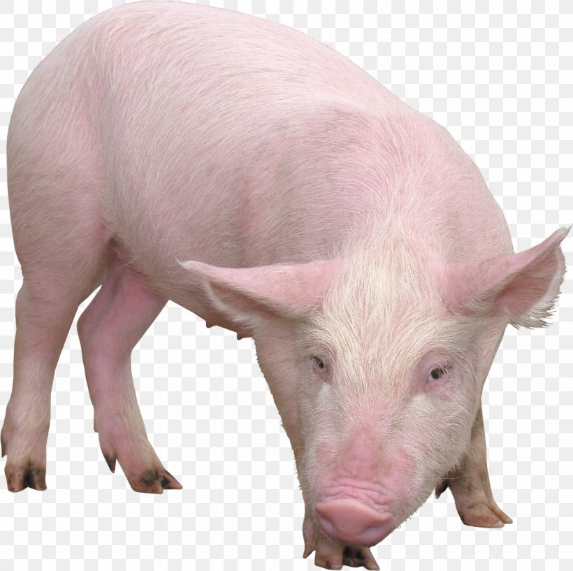 Domestic Pig Desktop Wallpaper Clip Art, PNG, 1600x1596px, Domestic Pig, Clipping Path, Fauna, Hogs And Pigs, Livestock Download Free