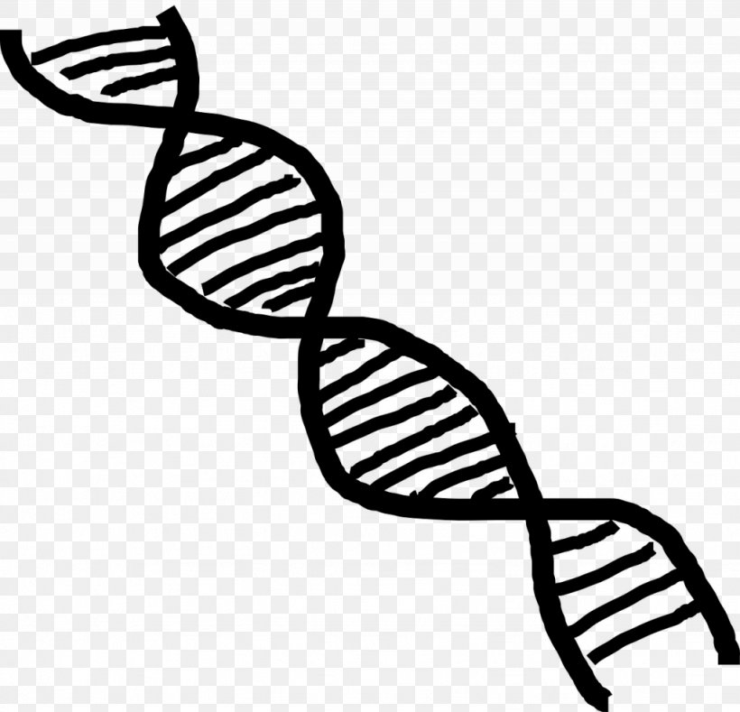 Nucleic Acid Double Helix DNA Clip Art, PNG, 1024x986px, Nucleic Acid Double Helix, Artwork, Black And White, Cartoon, Cytosine Download Free