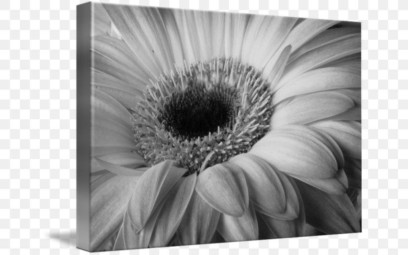 Black And White Nature Photography, PNG, 650x513px, Black And White, Artwork, Close Up, Closeup, Common Daisy Download Free
