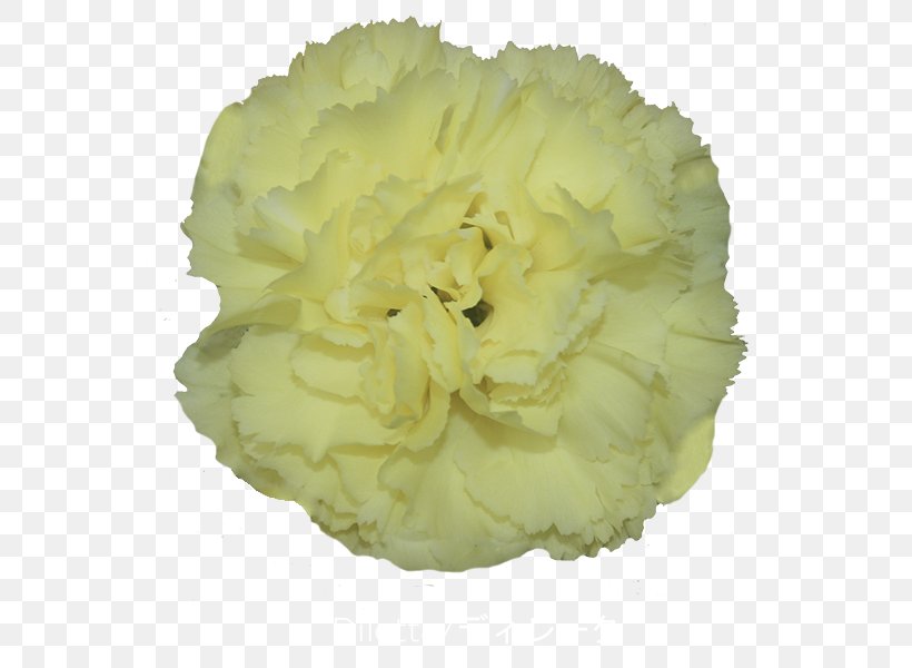 Carnation Cut Flowers Greenhouse Petal, PNG, 600x600px, Carnation, Automatic Identification System, Burgundy, Crimson, Cut Flowers Download Free