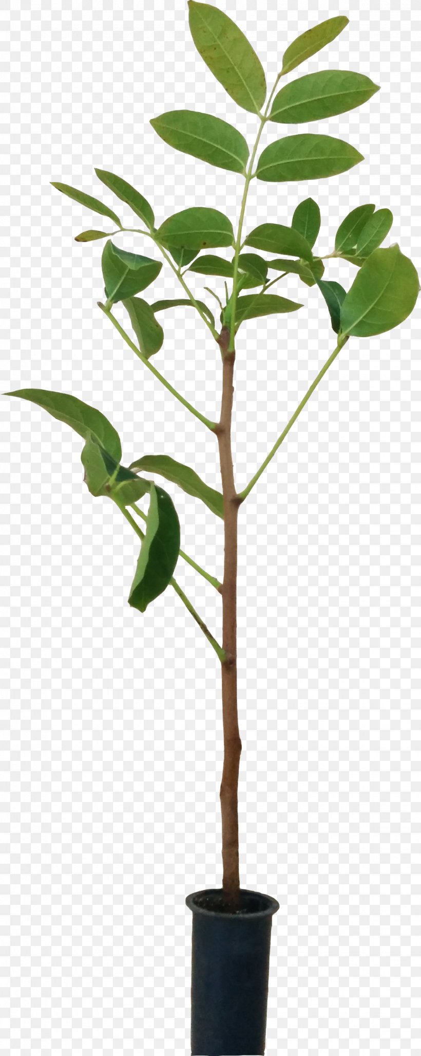 Flowerpot Houseplant Plant Stem Leaf Branching, PNG, 1125x2818px, Flowerpot, Branch, Branching, Houseplant, Leaf Download Free