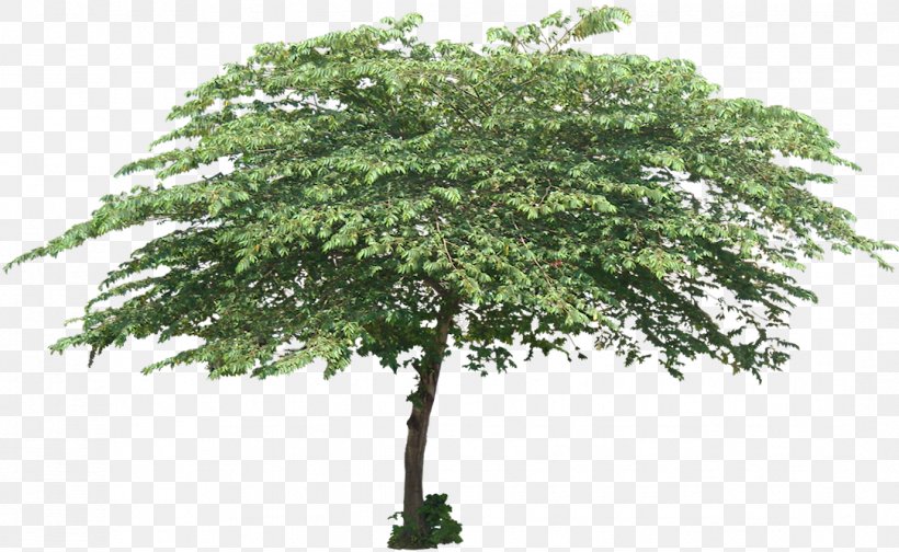 Muntingia Calabura Tree Plant Shrub Trunk, PNG, 1083x666px, Muntingia Calabura, Branch, Crown, Deciduous, Garden Download Free