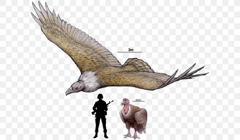 Argentavis Magnificens ARK: Survival Evolved Quetzalcoatlus Dinosaur Haast's Eagle, PNG, 617x480px, Argentavis Magnificens, Accipitriformes, Andean Condor, Ark Survival Evolved, Beak Download Free