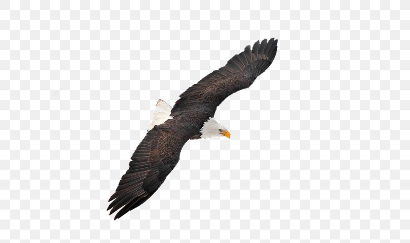 Bald Eagle Hawk Buzzard Illustration, PNG, 649x487px, Bald Eagle, Accipitriformes, Animal, Beak, Bird Download Free