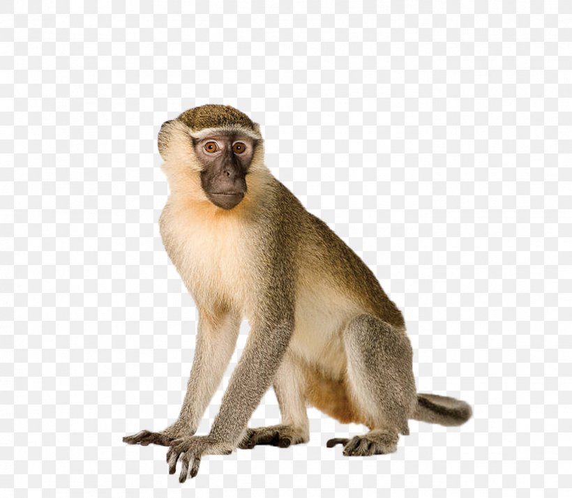 Capuchin Monkey White-headed Capuchin Primate Orangutan Vervet Monkey, PNG, 1366x1191px, Capuchin Monkey, Bonobo, Chimpanzee, Chlorocebus, Fauna Download Free