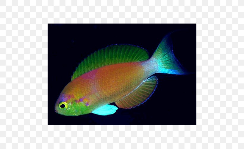 Fishing Pomacentridae Coral Reef Fish Aquariums, PNG, 500x500px, Fishing, Actinopterygii, Aquarium, Aquariums, Coral Reef Download Free