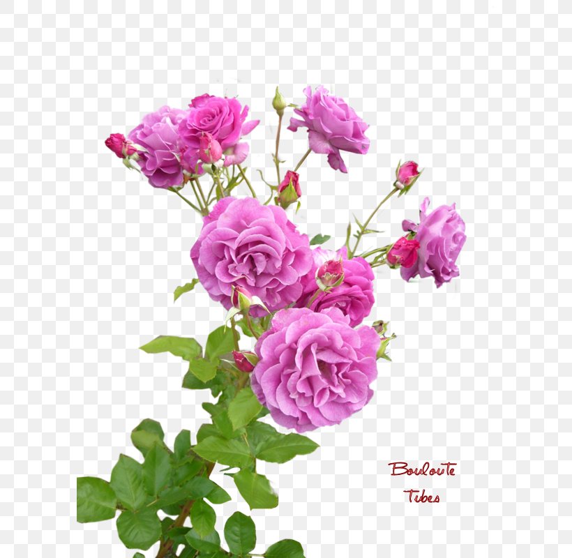 Garden Roses Cabbage Rose China Rose French Rose Floribunda, PNG, 600x800px, Garden Roses, Annual Plant, Artificial Flower, Blue Rose, Cabbage Rose Download Free
