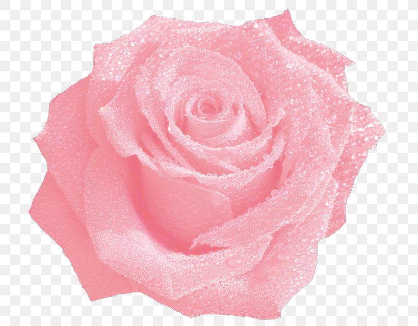 Garden Roses Cabbage Rose Cut Flowers Petal, PNG, 800x640px, Garden Roses, Blue Rose, Cabbage Rose, Cut Flowers, Dew Download Free