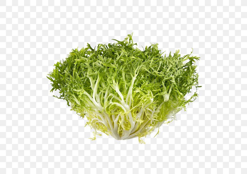 Lettuce Endive Herb, PNG, 580x580px, Lettuce, Alfalfa Sprouts, Endive, Grass, Herb Download Free