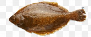 Captain's Catch Seafood - Olive Flounder Ridged-eye Flounder Sole Seafood PNG