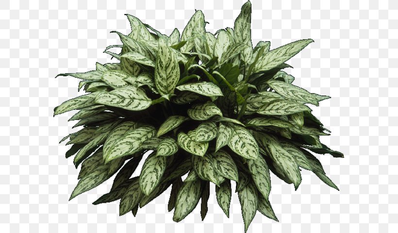 Architecture Plant Shrub Rendering, PNG, 599x480px, 3d Modeling, Architecture, Architectural Rendering, Autocad, Evergreen Download Free