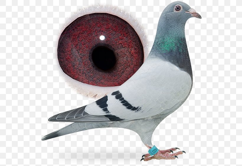 Columbidae Domestic Pigeon Bird Release Dove Pigeon Racing, PNG, 556x565px, Columbidae, Beak, Bird, Domestic Pigeon, Feather Download Free
