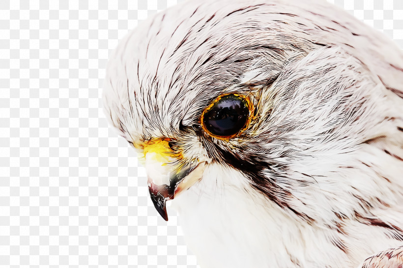 Feather, PNG, 1920x1280px, Birds, Bald Eagle, Beak, Bird Of Prey, Bubo Download Free
