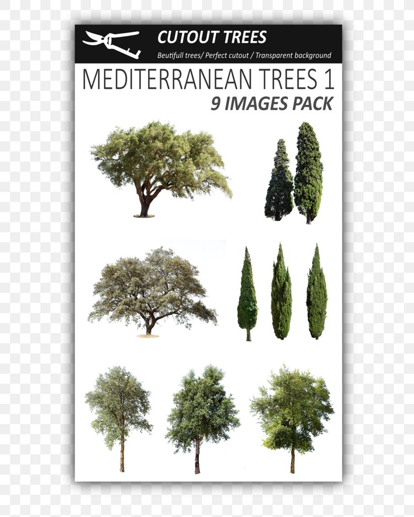 Fir Mediterranean Cypress Evergreen Tree Pine, PNG, 652x1024px, Fir, Biome, Branch, Com, Conifer Download Free