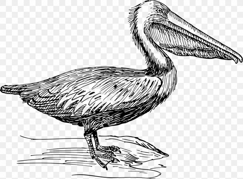 Pelican Drawing Line Art Sketch, PNG, 1280x943px, Pelican, Artwork, Beak, Bird, Black And White Download Free